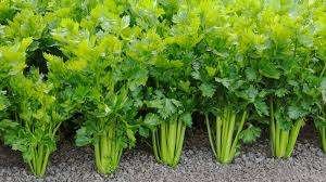 Celery1