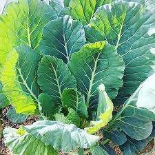 Collard greens1