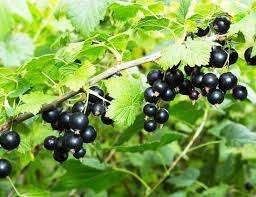 Currants1