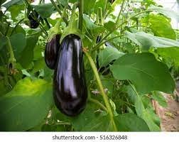 Eggplant
