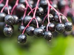 Elderberries