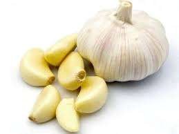 Garlic1