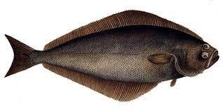 Halibut
