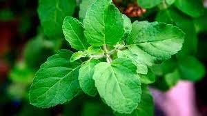 basil